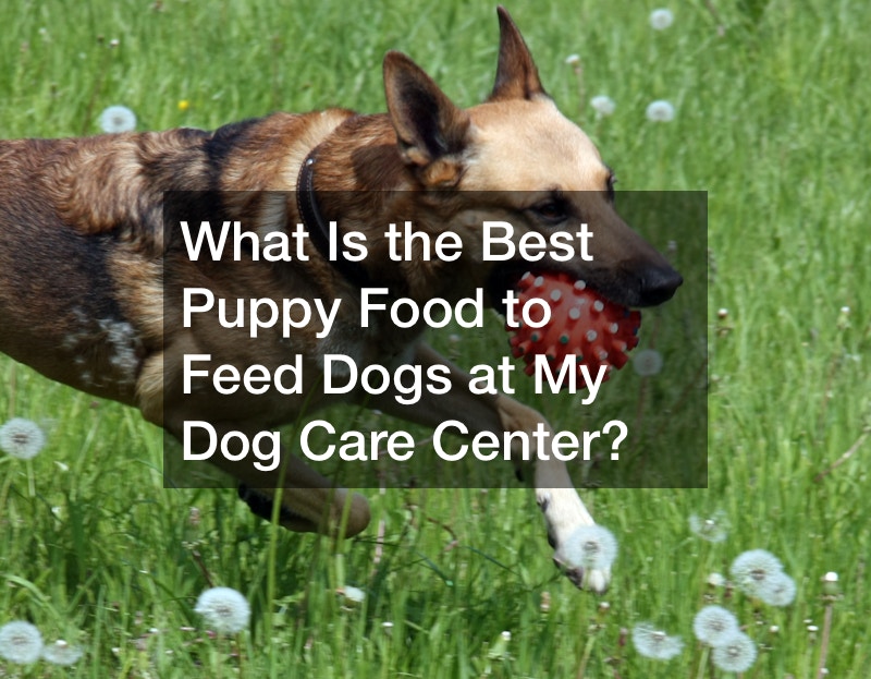 What Is the Best Puppy Food to Feed Dogs at My Dog Care Center?